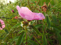 Cistus x purpureus