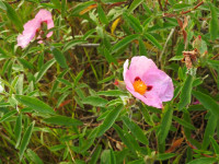 Cistus x purpureus