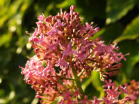Valeriana rubra