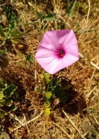 Convolvulus althaeoides