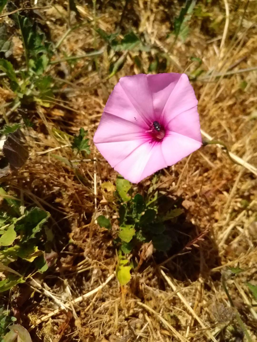 Convolvulus althaeoides