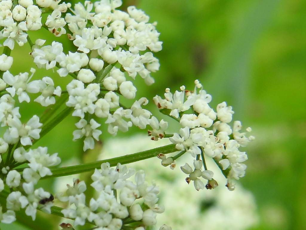 Aegopodium podagraria