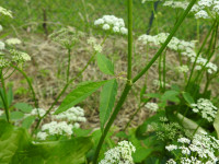 Aegopodium podagraria