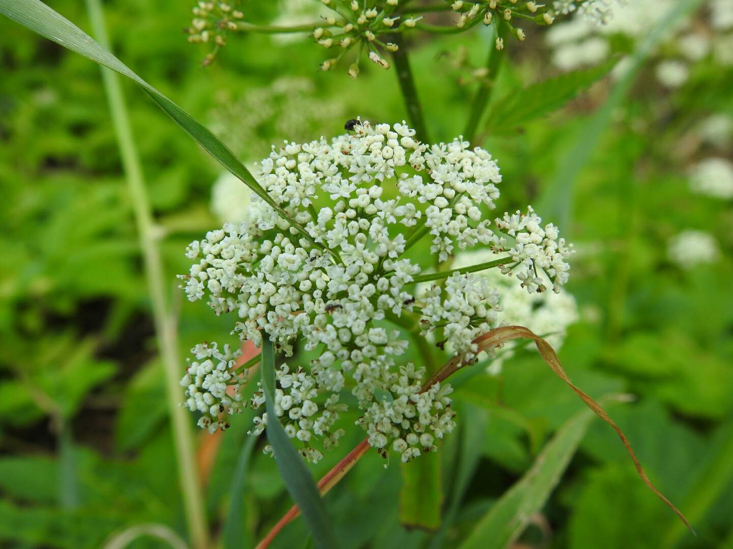 Aegopodium podagraria