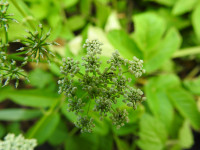 Aegopodium podagraria