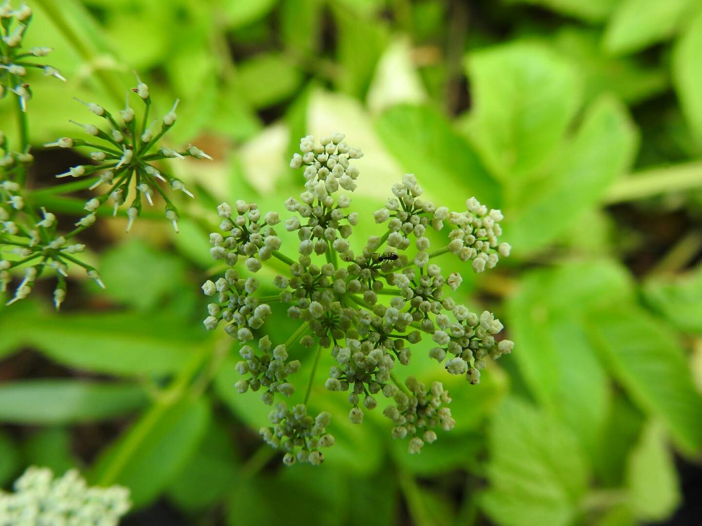 Aegopodium podagraria