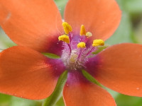 Lysimachia arvensis