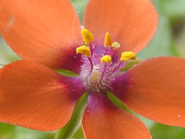 Lysimachia arvensis