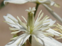 Clematis flammula