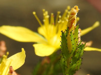Hypericum montanum