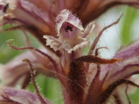 Orobanche minor