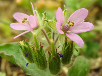Erodium moschatum