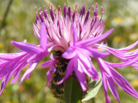Centaurea jacea