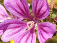 Malva sylvestris