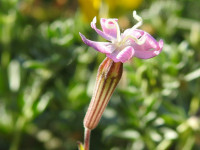 Silene colorata