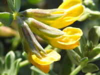Lotus cytisoides