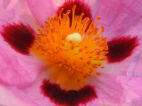 Cistus x purpureus