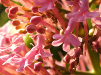 Valeriana rubra