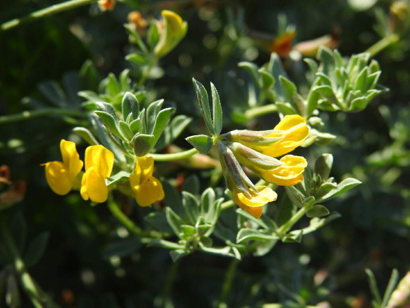 Lotus cytisoides
