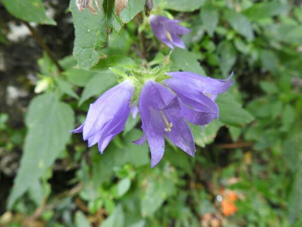 Campanula trachelium