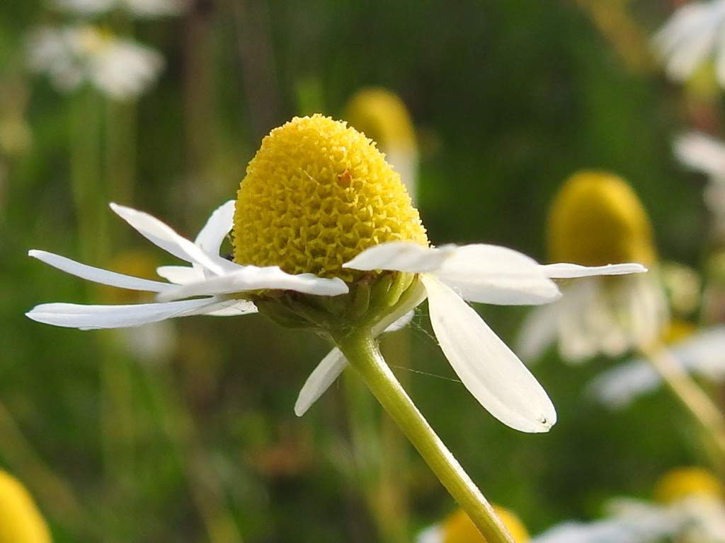 Matricaria chamomilla