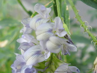 Medicago sativa