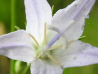 Campanula rapunculus