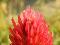 Trifolium incarnatum