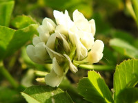 Trifolium repens