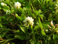 Trifolium repens