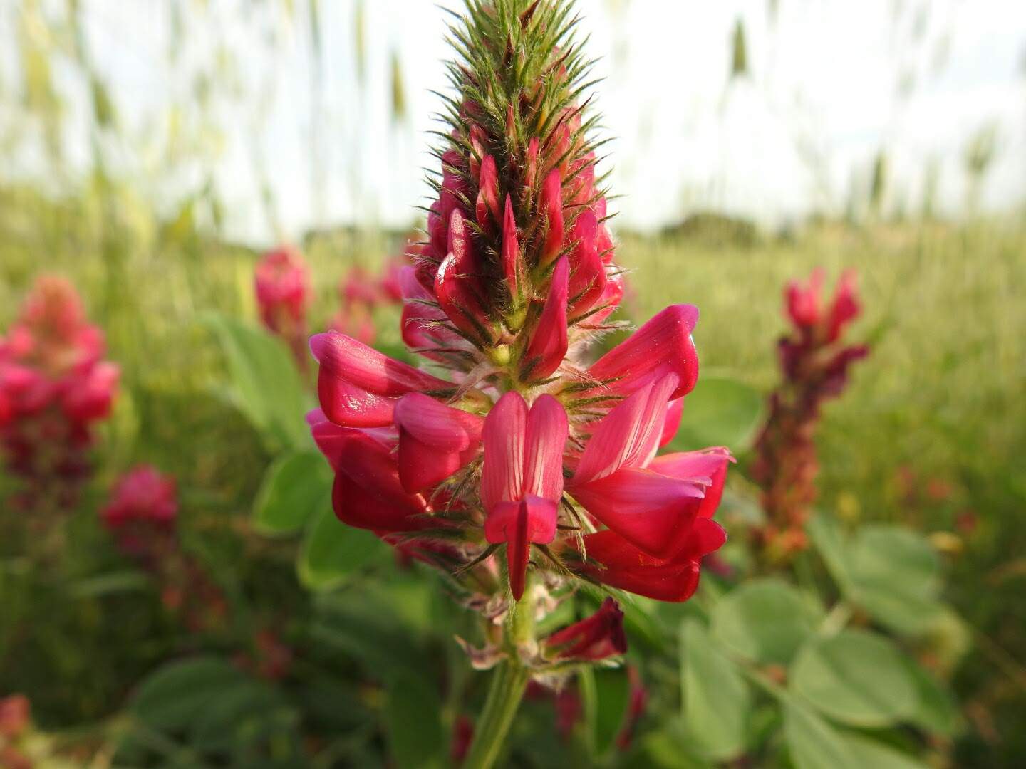 Sulla coronaria