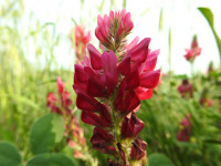Sulla coronaria