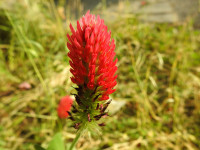 Trifolium incarnatum
