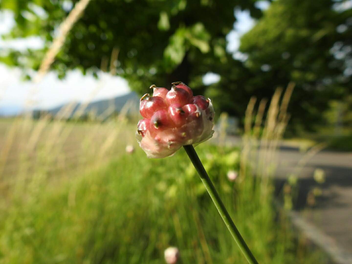 Allium vineale