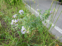 Medicago sativa