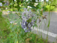 Medicago sativa