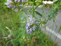 Medicago sativa