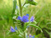 Echium vulgare