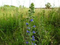 Echium vulgare