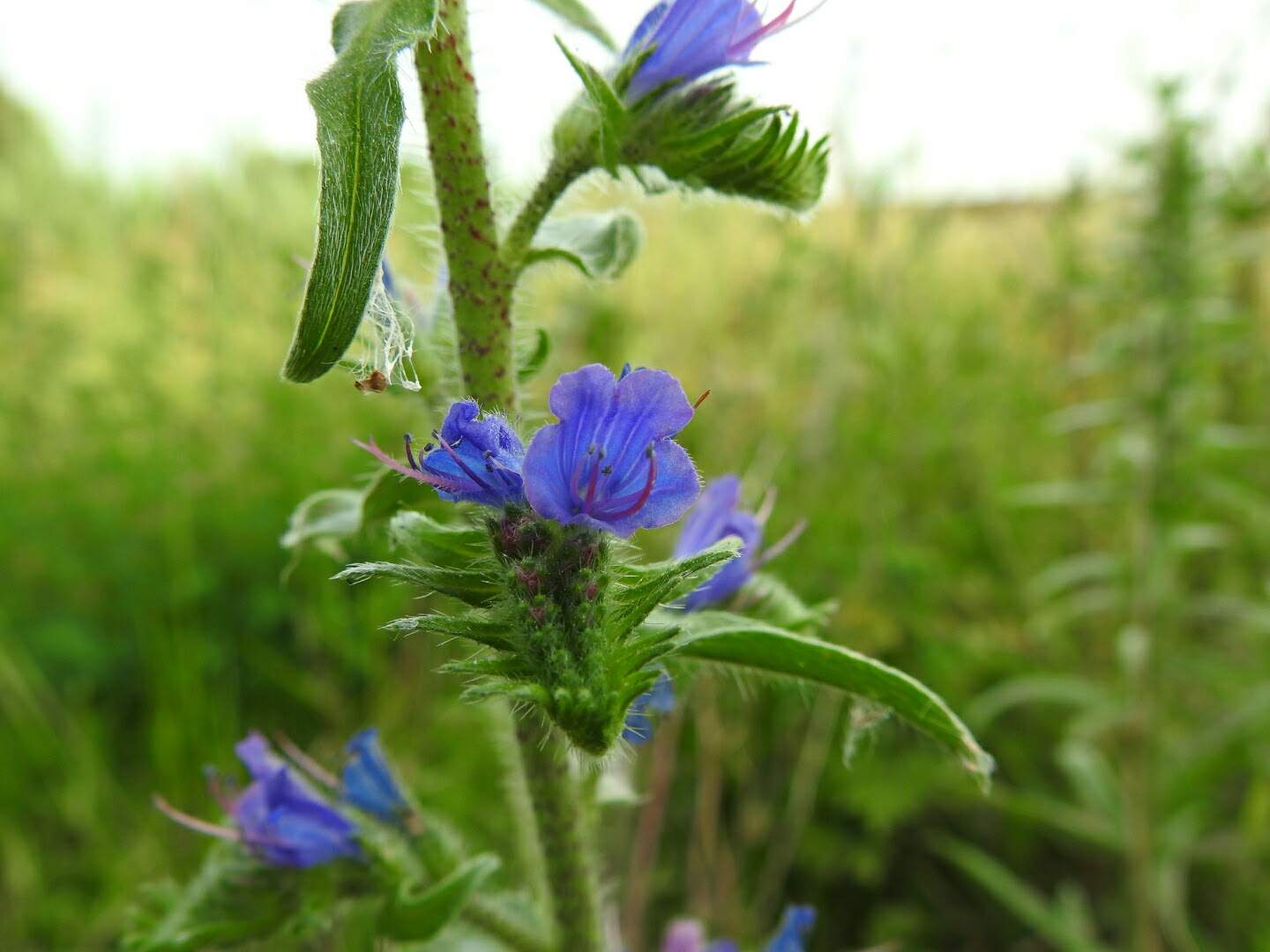 Echium vulgare