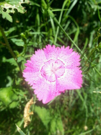 Dianthus seguieri