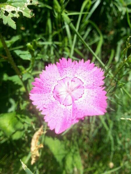 Dianthus seguieri