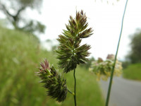 Dactylis glomerata