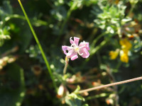 Silene colorata