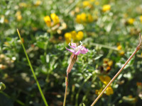 Silene colorata