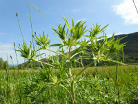 Eryngium campestre