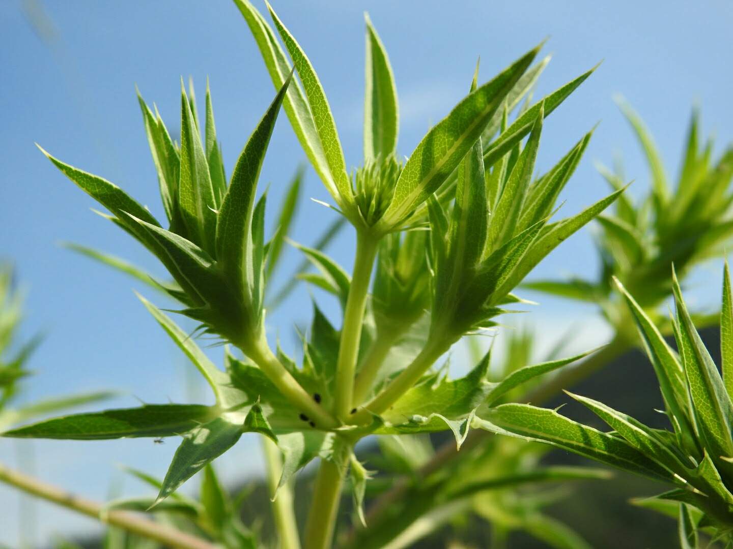 Eryngium campestre