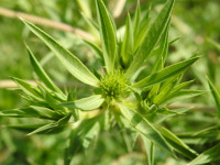 Eryngium campestre