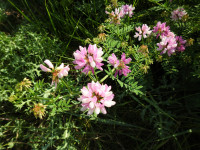 Securigera varia