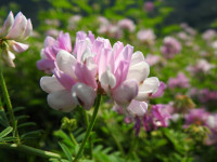 Securigera varia